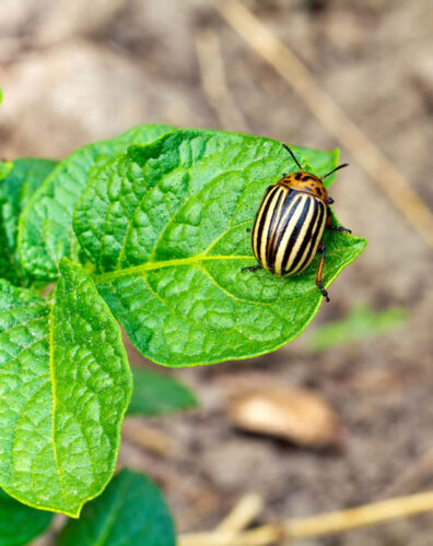 Repel Potato Beetles